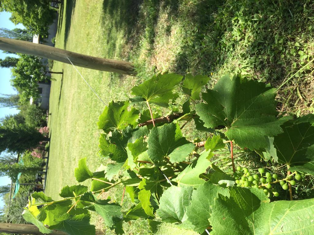 Tikaykilla Lodge & Wines Maipú Εξωτερικό φωτογραφία
